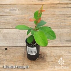 Chaenomeles Winter Cheer - Flowering Quince 12 Chaenomeles Winter Cheer - Flowering Quince -Australian Plants Online Sales apo winter cheer quince tubestock