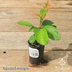 Chaenomeles Winter Cheer - Flowering Quince 10 Chaenomeles Winter Cheer - Flowering Quince -Australian Plants Online Sales apo winter cheer quince tubestock top