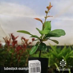 Chaenomeles Winter Cheer - Flowering Quince 13 Chaenomeles Winter Cheer - Flowering Quince -Australian Plants Online Sales apo winter cheer quince tubestock2