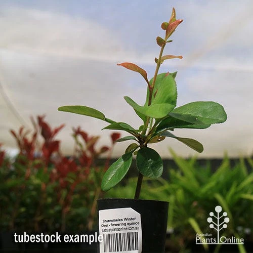 Chaenomeles Winter Cheer - Flowering Quince 8 Chaenomeles Winter Cheer - Flowering Quince - Image 6