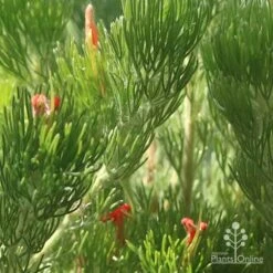 Adenanthos - Woolly Bush -Australian Plants Online Sales apo woolly bush in flowercrop