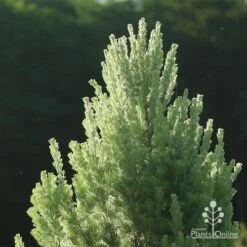 Adenanthos - Woolly Bush -Australian Plants Online Sales apo woolly bush nursery 1
