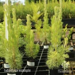 Adenanthos - Woolly Bush -Australian Plants Online Sales apo woolly bush tubes