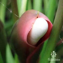 Philodendron Xanadu 19 Philodendron Xanadu -Australian Plants Online Sales apo xanadu mature flowerbud