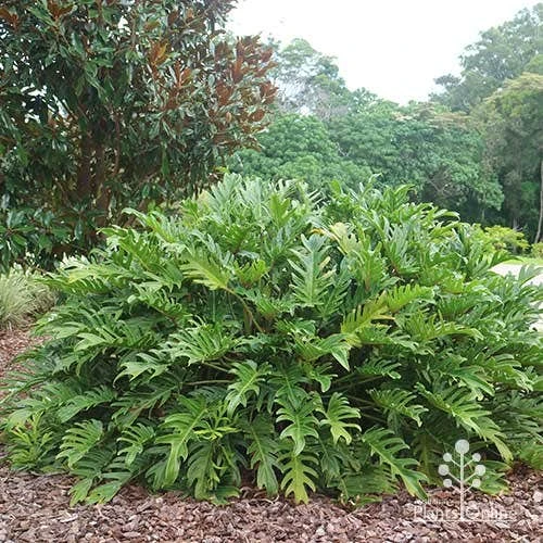 Philodendron Xanadu 13 Philodendron Xanadu - Image 11