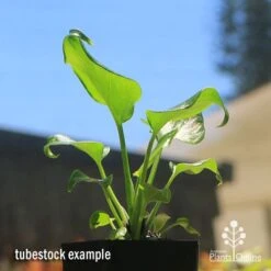 Philodendron Xanadu 20 Philodendron Xanadu -Australian Plants Online Sales apo xanadu tubestock blue sky