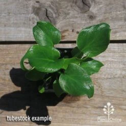 Philodendron Xanadu 17 Philodendron Xanadu -Australian Plants Online Sales apo xanadu tubestock top