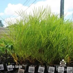 Grevillea Yamba Sunshine -Australian Plants Online Sales apo yamba sunshine dec large