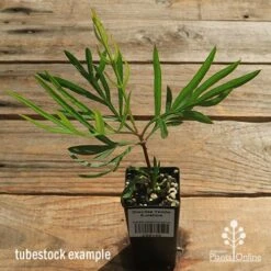 Grevillea Yamba Sunshine -Australian Plants Online Sales apo yamba sunshine tubestock top