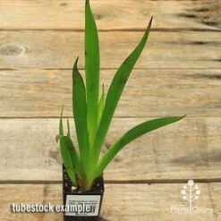 Anigozanthos Yellow Gem - Kangaroo Paw -Australian Plants Online Sales apo yellow gem tubestock