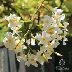 Trachelospermum Yellow Star - Star Jasmine