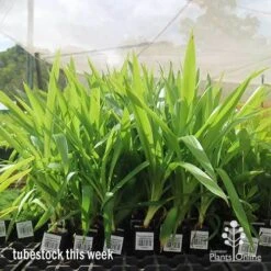 Yucca Elephantipes - Soft-tip Yucca 18 Yucca Elephantipes - Soft-tip Yucca -Australian Plants Online Sales apo yucca big