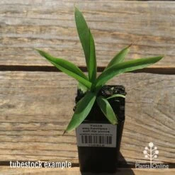 Yucca Elephantipes - Soft-tip Yucca 21 Yucca Elephantipes - Soft-tip Yucca -Australian Plants Online Sales apo yucca soft tip tubestock top