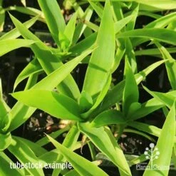 Yucca Elephantipes - Soft-tip Yucca 23 Yucca Elephantipes - Soft-tip Yucca -Australian Plants Online Sales apo yucca soft tip tubestock top 1