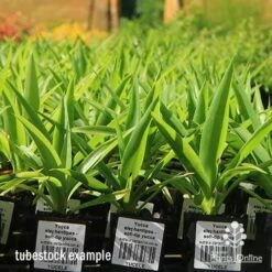 Yucca Elephantipes - Soft-tip Yucca 22 Yucca Elephantipes - Soft-tip Yucca -Australian Plants Online Sales apo yucca soft tip tubestock 1