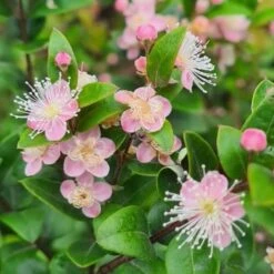 Austromyrtus Blush - Pink Midgem Berry -Australian Plants Online Sales austromyrtus blush close
