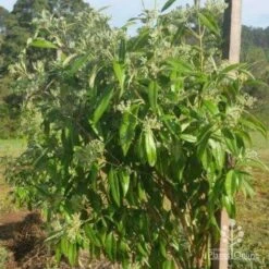 Backhousia Citriodora - Lemon Myrtle -Australian Plants Online Sales backhousia citriodora crop