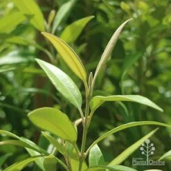 Backhousia Citriodora - Lemon Myrtle -Australian Plants Online Sales backhousia citriodora foliage