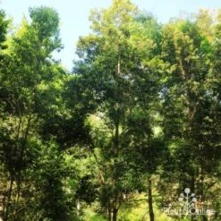 Backhousia Citriodora - Lemon Myrtle -Australian Plants Online Sales backhousia citriodora tree 2