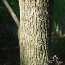 Backhousia Citriodora - Lemon Myrtle -Australian Plants Online Sales backhousia citriodora trunk 1