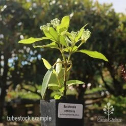 Backhousia Citriodora - Lemon Myrtle -Australian Plants Online Sales backhousia lemon myrtle tubestock