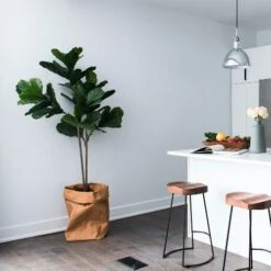 Ficus Lyrata Bambino - Fiddle Leaf Fig -Australian Plants Online Sales bambino kitchen