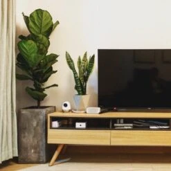 Ficus Lyrata Bambino - Fiddle Leaf Fig -Australian Plants Online Sales bambino tv