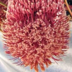 Banksia Blechnifolia -Australian Plants Online Sales banksia blechnifolia flickr nhq crop
