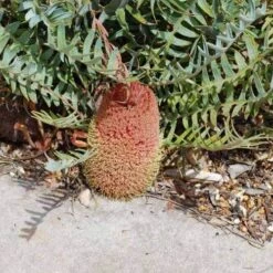 Banksia Blechnifolia -Australian Plants Online Sales banksia blechnifolia flickr sydney oats