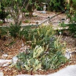 Banksia Blechnifolia -Australian Plants Online Sales banksia blechnifolia flickr sydney oats 3