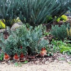 Banksia Blechnifolia -Australian Plants Online Sales banksia candles mt barker