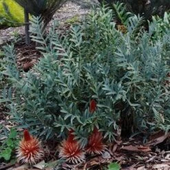 Banksia Blechnifolia -Australian Plants Online Sales banksia candles mt barker crop