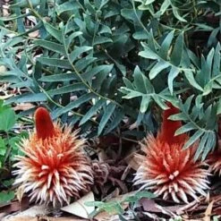 Banksia Blechnifolia -Australian Plants Online Sales banksia candles mt barker flowers