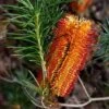 Banksia Spinulosa - Hairpin Banksia 1 Banksia Spinulosa - Hairpin Banksia -Australian Plants Online Sales banksia spinulosa flower