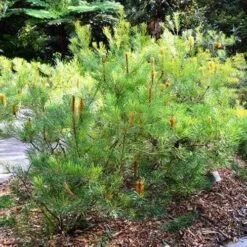 Banksia Spinulosa - Hairpin Banksia 13 Banksia Spinulosa - Hairpin Banksia -Australian Plants Online Sales banksiaspinulosa