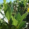 Laurus Nobilis - Bay Tree -Australian Plants Online Sales bay tree 6