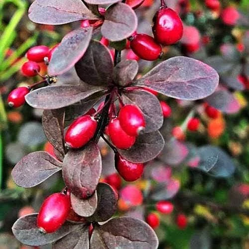 Berberis Little Favourite 8 Berberis Little Favourite - Image 6