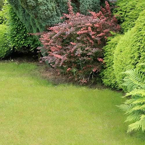 Berberis Little Favourite 6 Berberis Little Favourite - Image 4