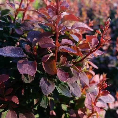 Berberis Little Favourite 10 Berberis Little Favourite - Image 8
