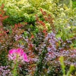 Berberis Little Favourite 16 Berberis Little Favourite -Australian Plants Online Sales berberis in border