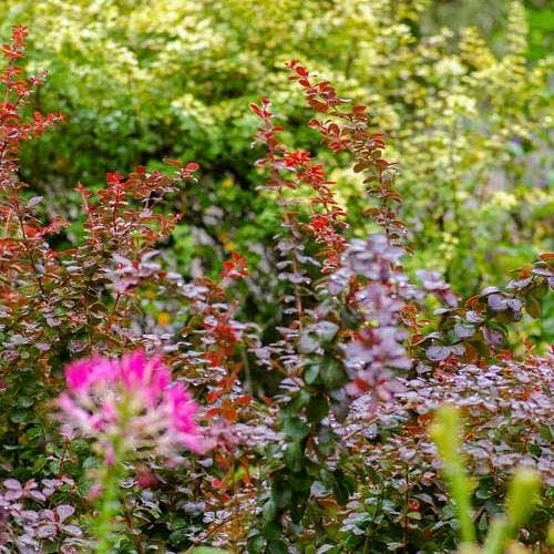 Berberis Little Favourite 7 Berberis Little Favourite - Image 5