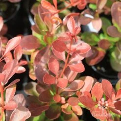 Berberis Little Favourite 18 Berberis Little Favourite -Australian Plants Online Sales berberis leaf