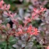 Berberis Little Favourite