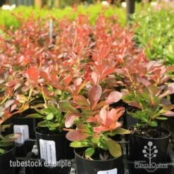 Berberis Little Favourite 14 Berberis Little Favourite -Australian Plants Online Sales berberis tubes 1