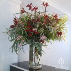 Anigozanthos Big Red - Kangaroo Paw 18 Anigozanthos Big Red - Kangaroo Paw -Australian Plants Online Sales big red arrangement
