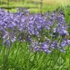 Agapanthus Bingo Blue