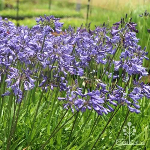 Agapanthus Bingo Blue 3 Agapanthus Bingo Blue