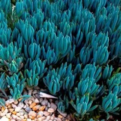 Senecio Chalk Sticks - Succulent -Australian Plants Online Sales blue chalk sticks groundcover
