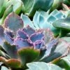 Echeveria Blue Curls - Succulent -Australian Plants Online Sales blue curls crop