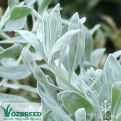 Eremophila Blue Horizon - Emu Bush -Australian Plants Online Sales blue horizon close